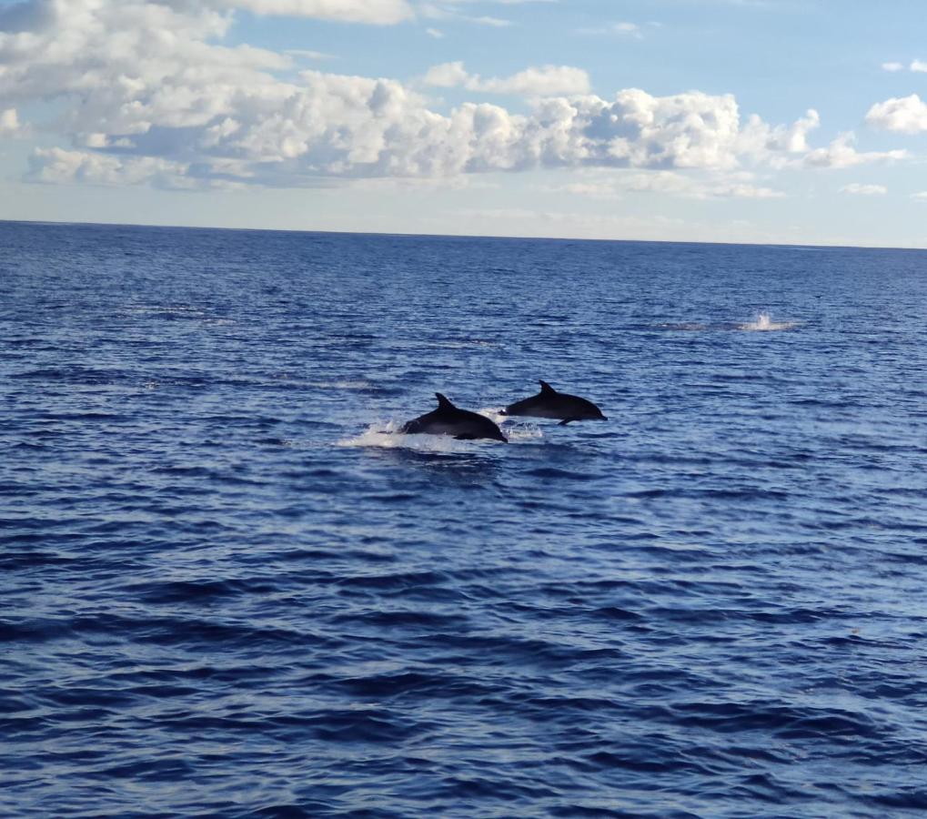 Quinta Rosinhas In Horta, Faial - Al 1146 *